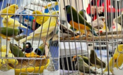 Punta Arenas: Aduanas incauta contrabando de 24 aves de diferentes especies que venían desde Argentina