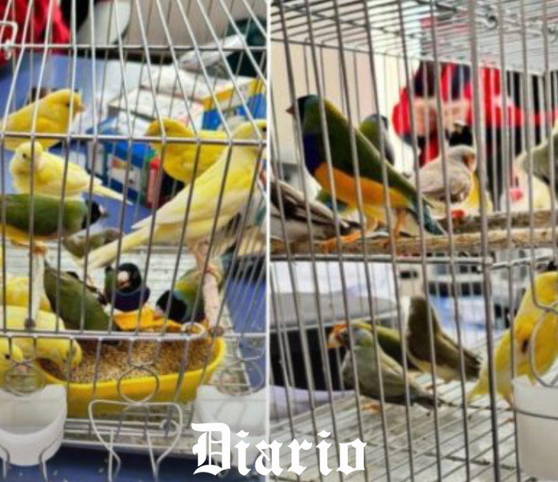 Punta Arenas: Aduanas incauta contrabando de 24 aves de diferentes especies que venían desde Argentina