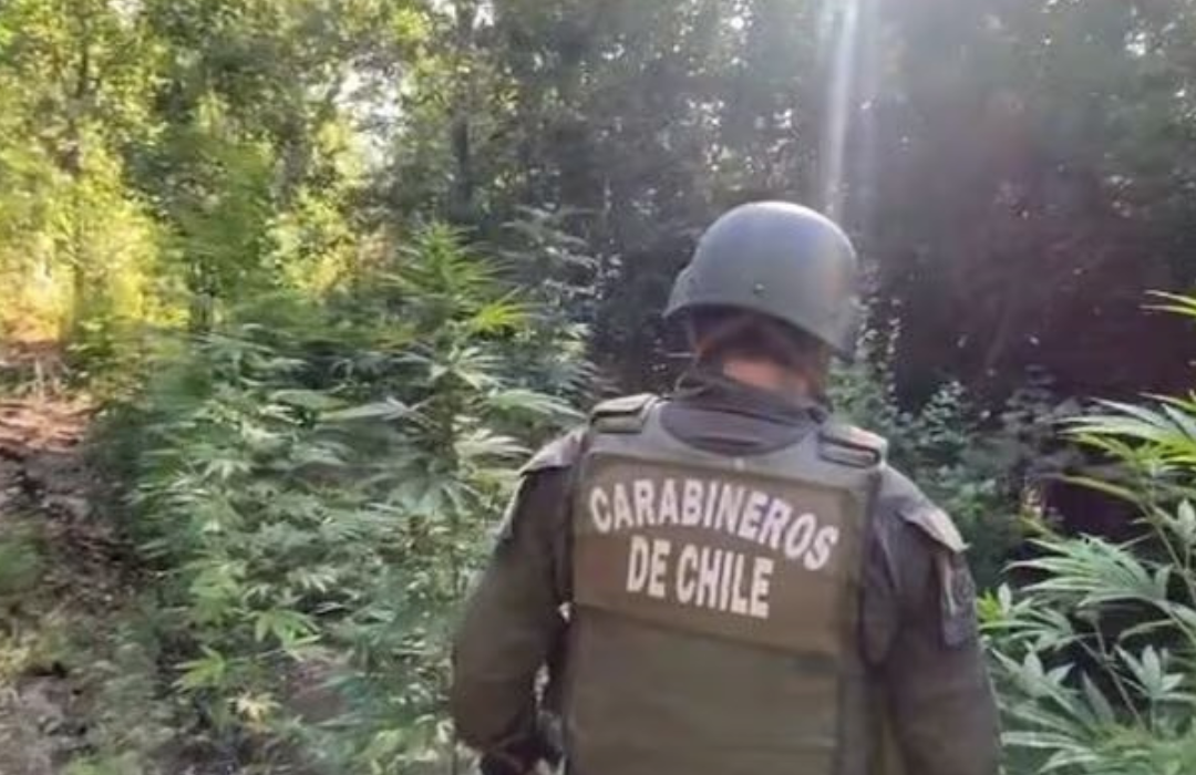 Realizan histórico decomiso de marihuana en O’Higgins: Carabineros incauta más de 18 mil plantas en San Fernando