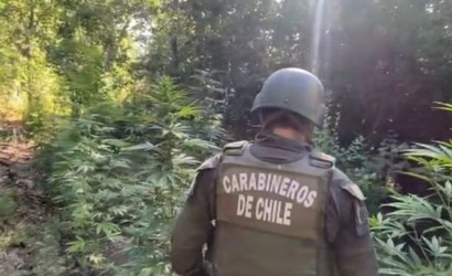 Realizan histórico decomiso de marihuana en O’Higgins: Carabineros incauta más de 18 mil plantas en San Fernando
